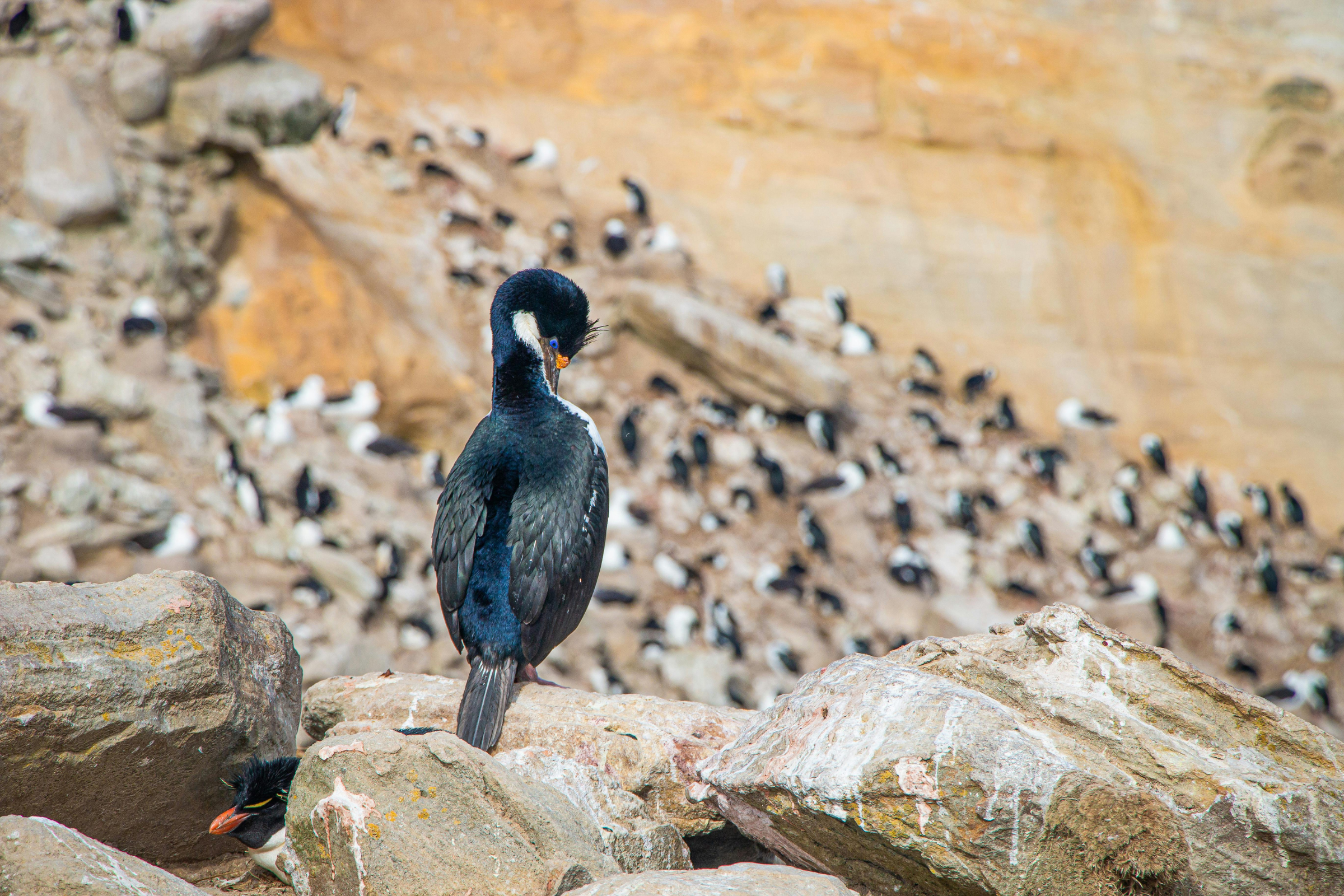 grave cove (4).webp